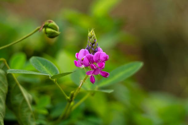 Desmodium rose